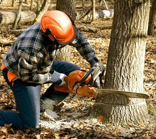 Tree Removal in Ringold, OK